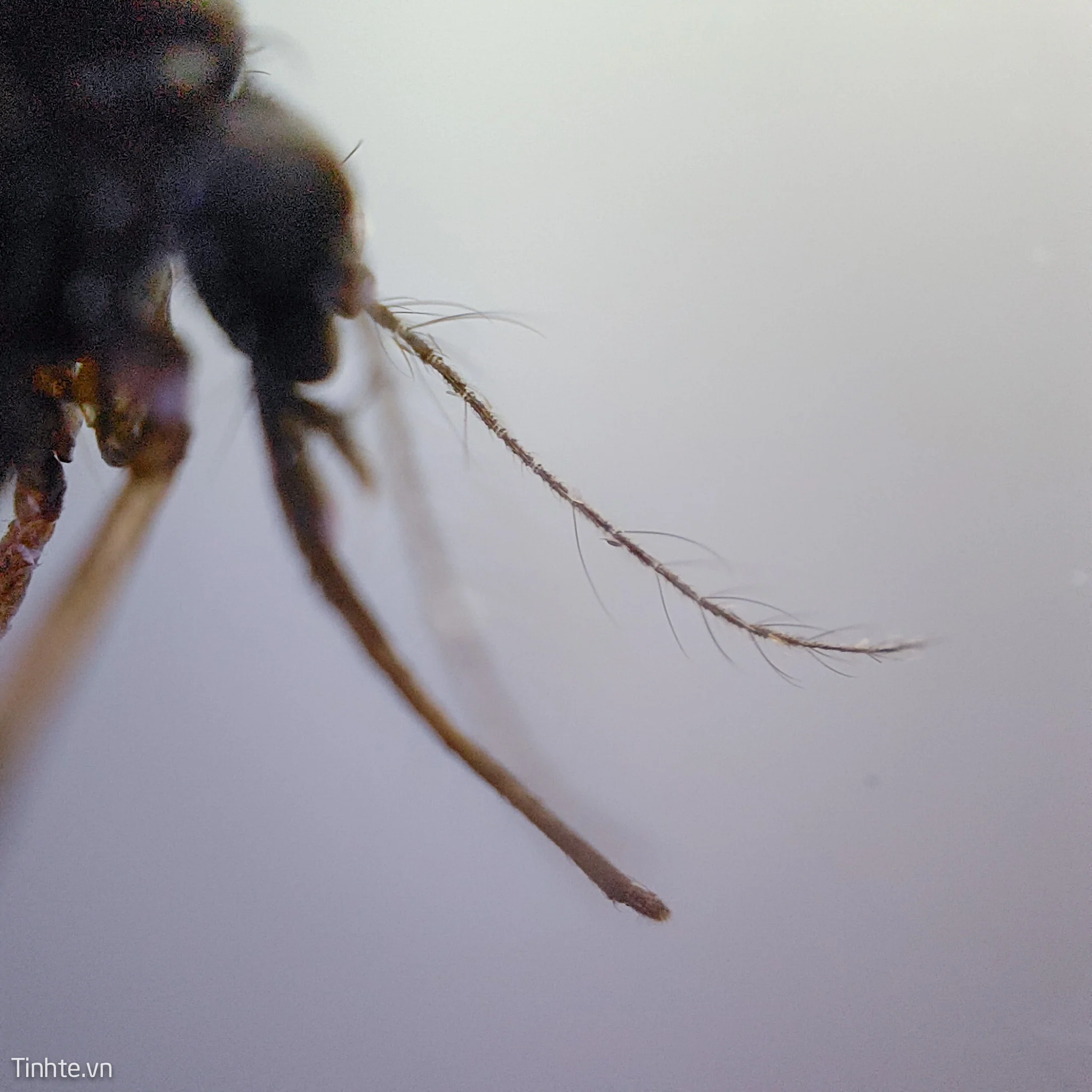 Cận cảnh vòi hút máu - vũ khí của muỗi