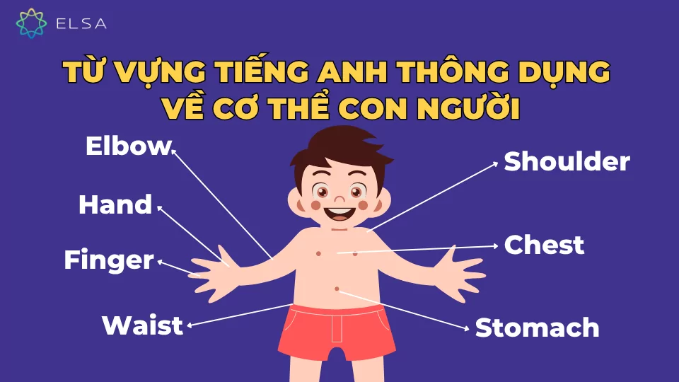 Từ vựng tiếng Anh về cơ thể con người