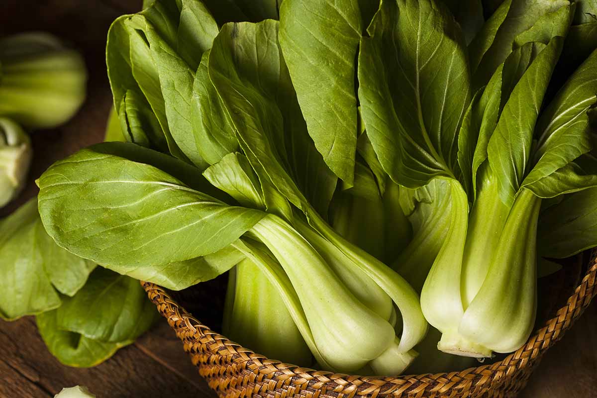 Rau cải chíp