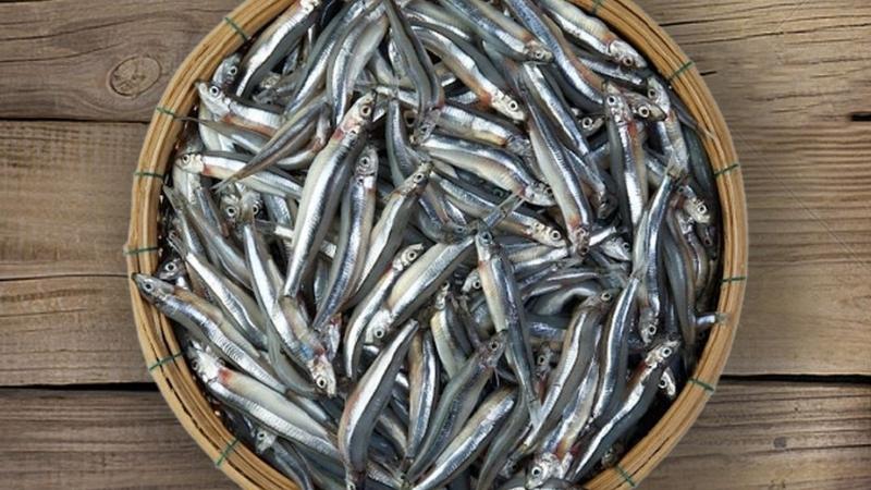 Cá béo giàu đạm