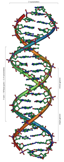 Cấu trúc phân tử DNA - Nơi chịu tác động sâu sắc từ những trạng thái tâm lý tích cực liên tục