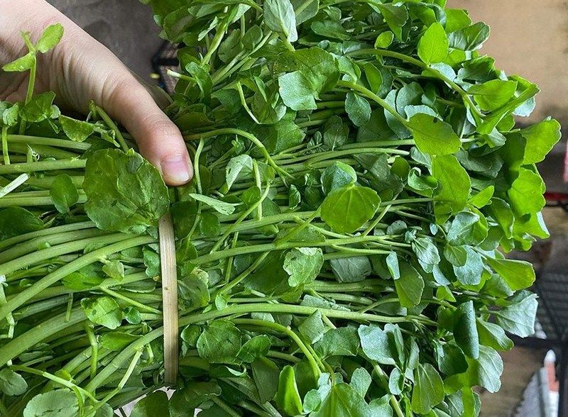 Cải xoong sinh trưởng trong môi trường nước nên mang hậu vị the mát đặc thù