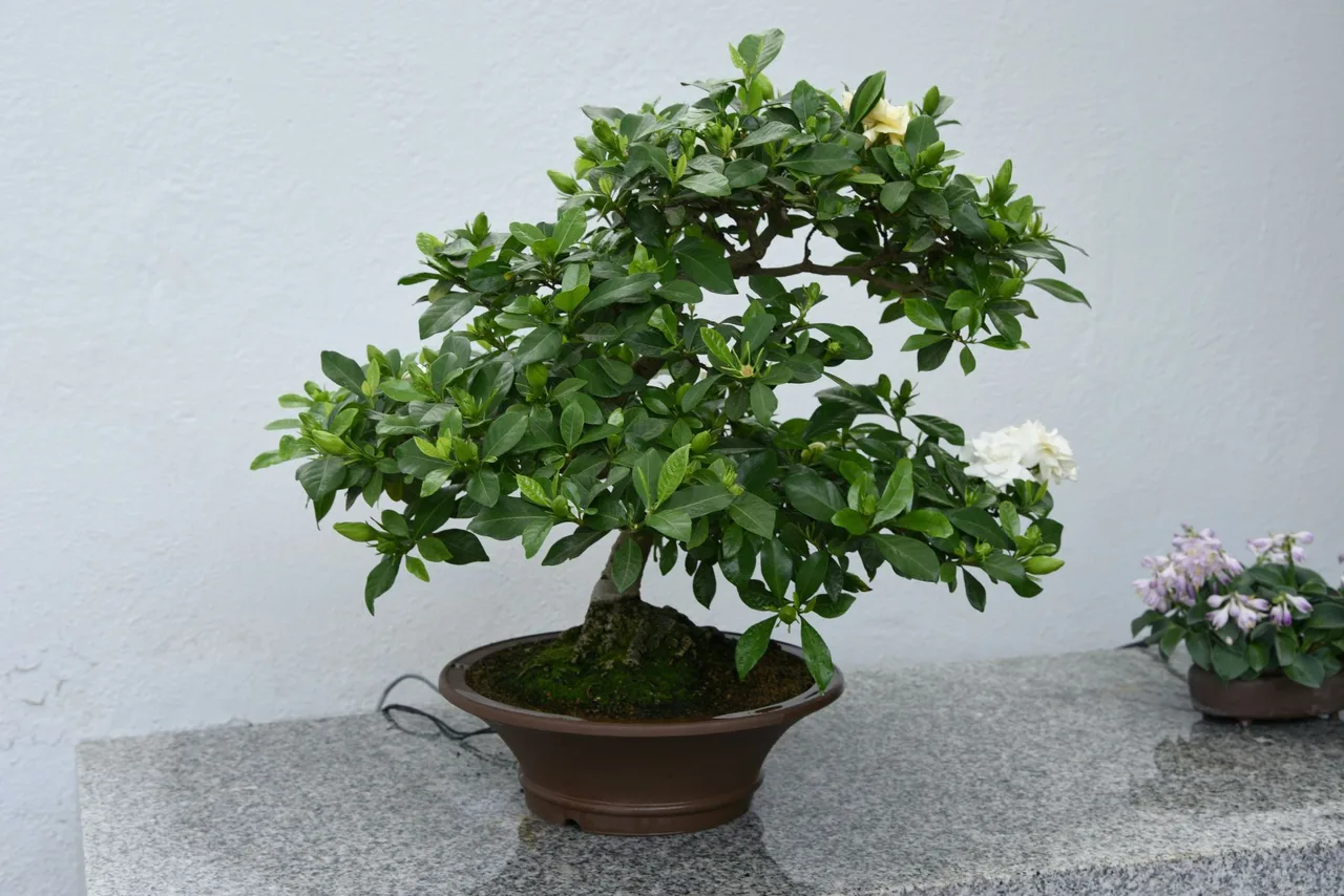 Hoa dành dành khoe sắc trắng muốt thanh khiết