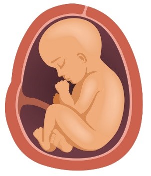 Thai nhi phát triển cân nặng nhanh