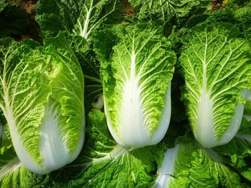 Cải thảo với kết cấu cuộn chặt và bẹ lá màu trắng rất ngọt khi nấu chín