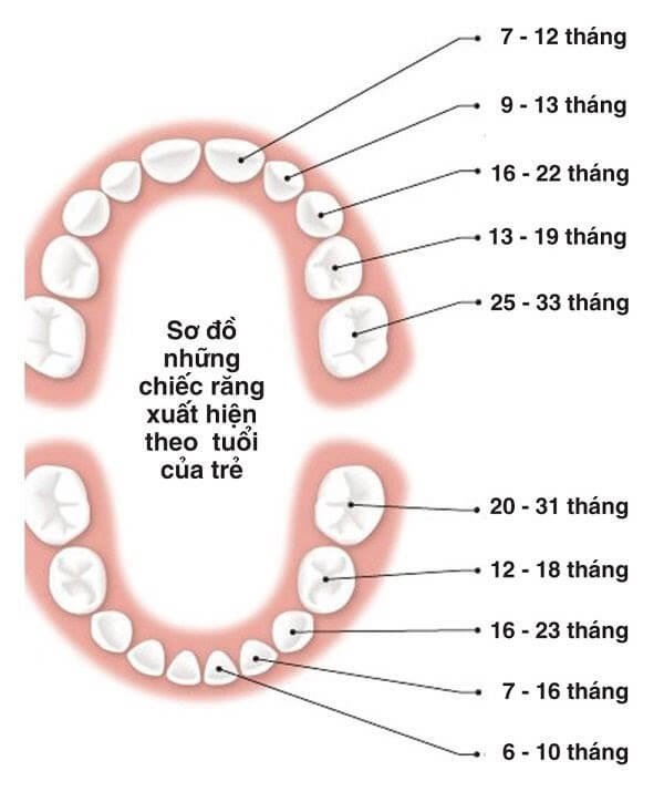 Sơ đồ thứ tự mọc răng của trẻ