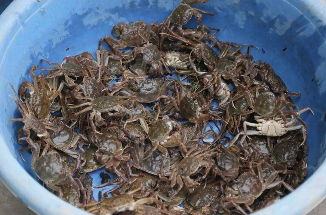 Các nhóm thực phẩm giàu canxi thay thế sữa