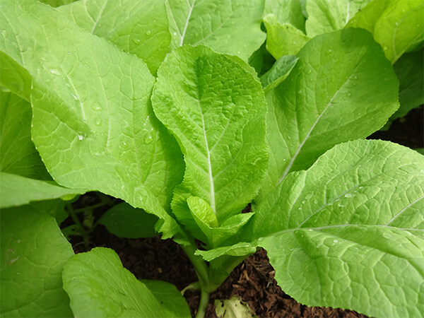 Cải bẹ xanh loại nhỏ