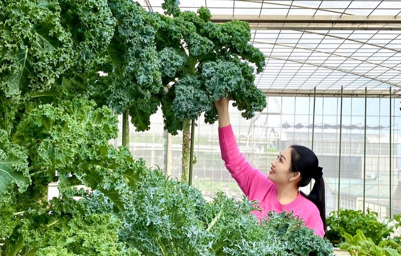 Cải Kale xoăn tít cứng cáp là loại siêu thực phẩm chứa lượng khoáng chất khổng lồ