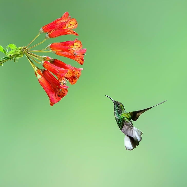 Lịch sinh theo mùa