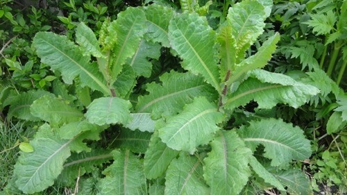 Rau cải trời