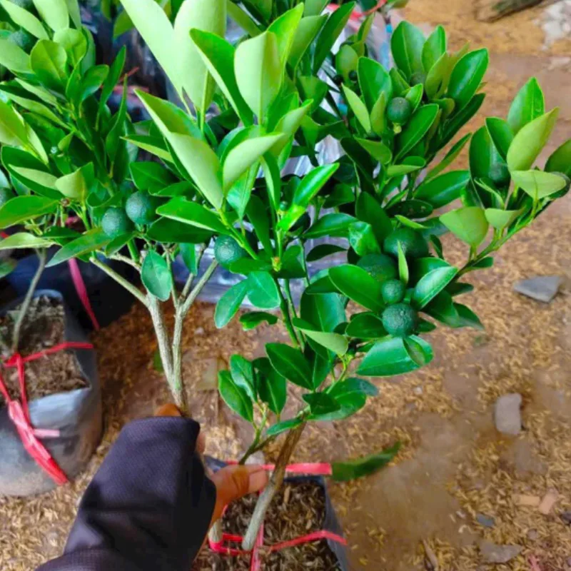 Cây cam Calamondin trĩu quả làm bừng sáng góc phòng