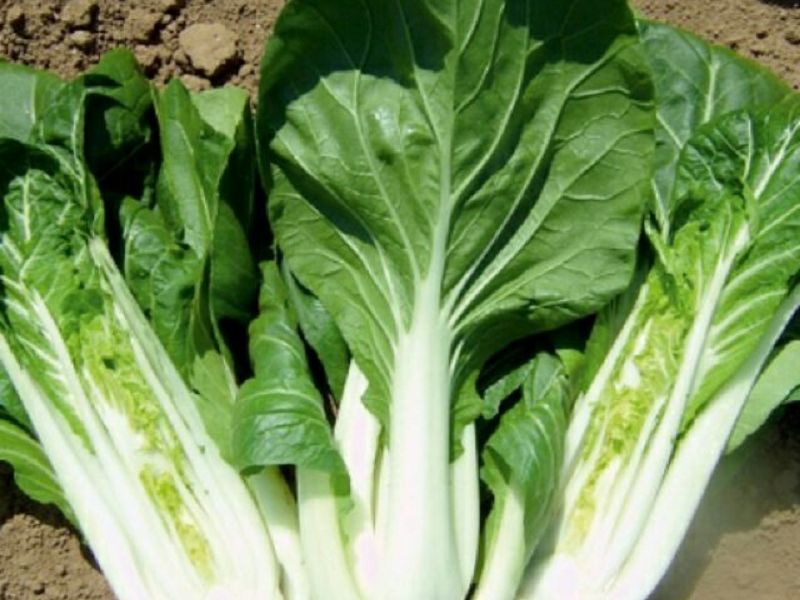 Cải bẹ trắng