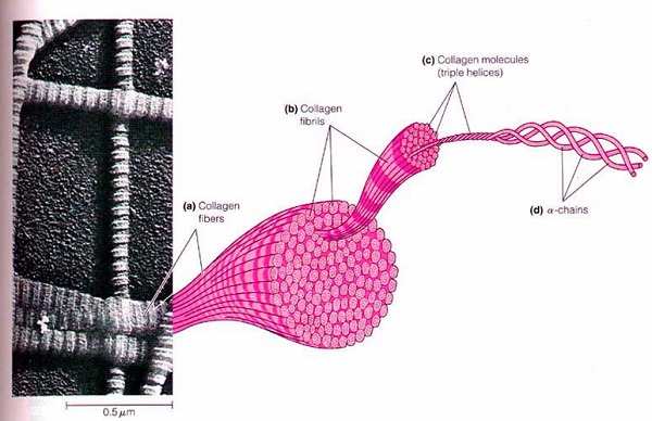 Sợi collagen khỏe mạnh