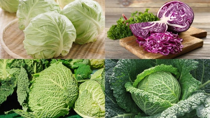 Bắp cải cuộn chặt thành hình khối tròn xoay