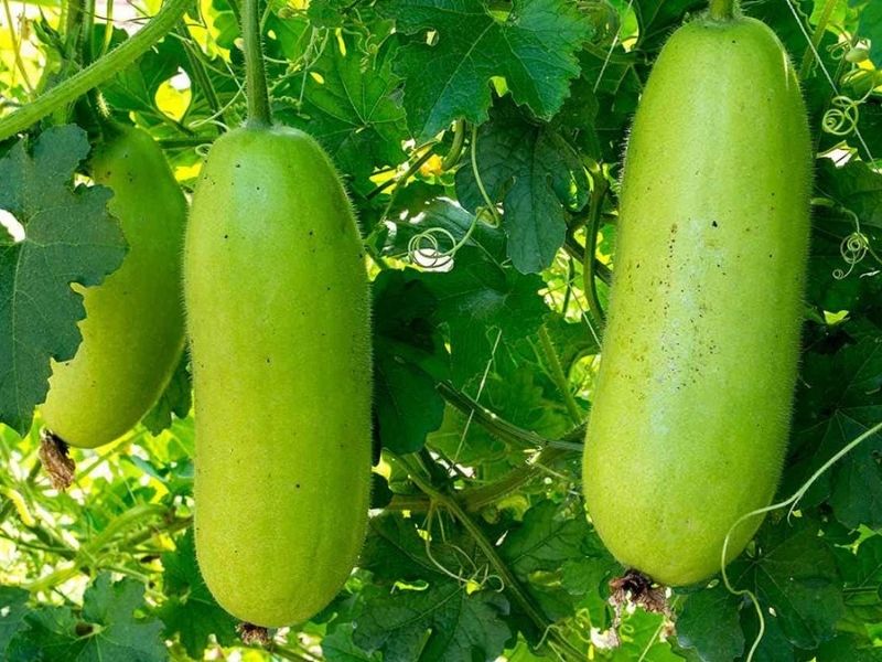 Tìm hiểu mối liên hệ giữa quả bầu và quả bí
