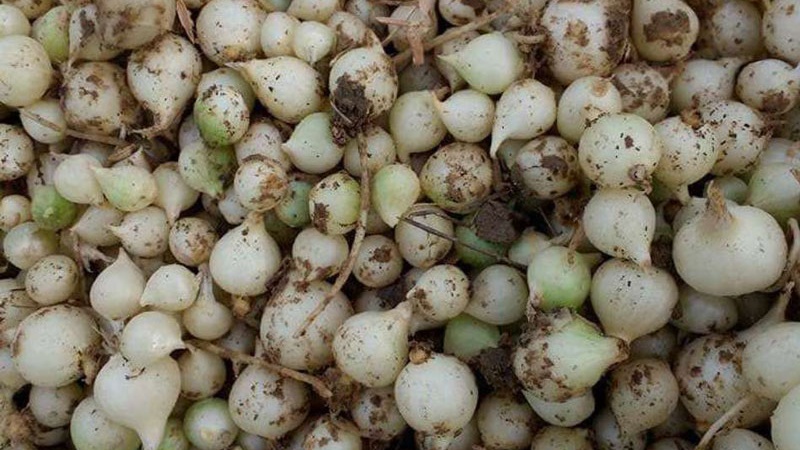 Hành tăm là gì? Những lợi ích tuyệt vời của hành tăm