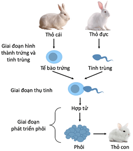 Sinh sản hữu tính ở thỏ