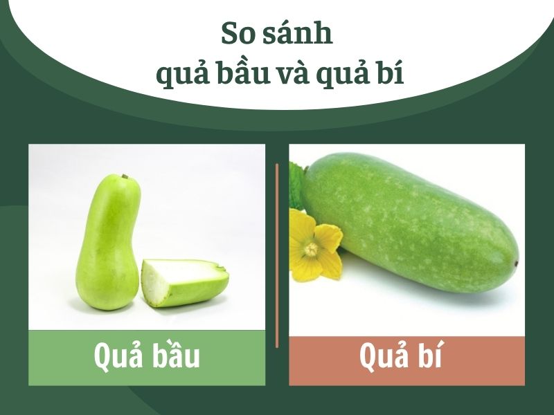 Cách phân biệt quả bầu và quả bí bằng quan sát thực tế
