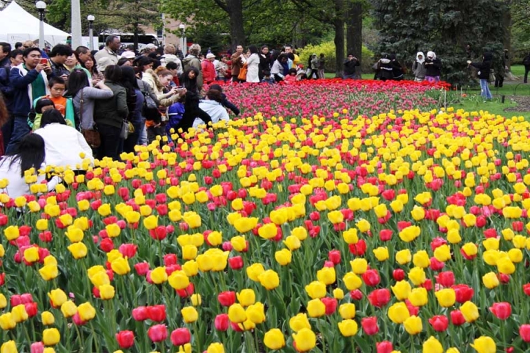 lễ hội hoa tulip văn hóa canada