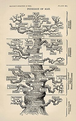 Cây phát sinh sự sống của Ernst Haeckel