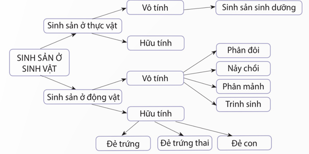 Sơ đồ các hình thức sinh sản ở sinh vật