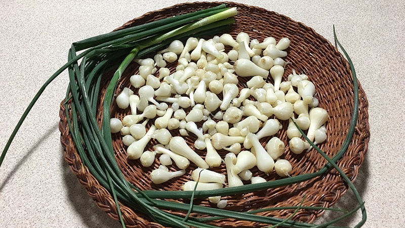 Hành tăm là gì? Những lợi ích tuyệt vời của hành tăm