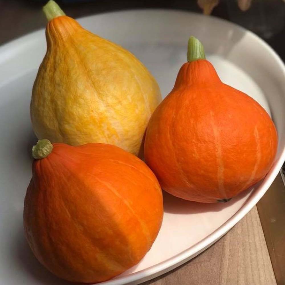 Bí ngô trang trí và bí ăn được