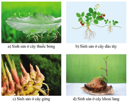 Sinh sản vô tính ở thực vật