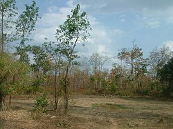 Hồ nước trong rừng khộp ở Tây Nguyên