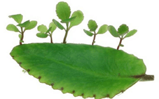 Sinh sản vô tính ở cây lá bỏng