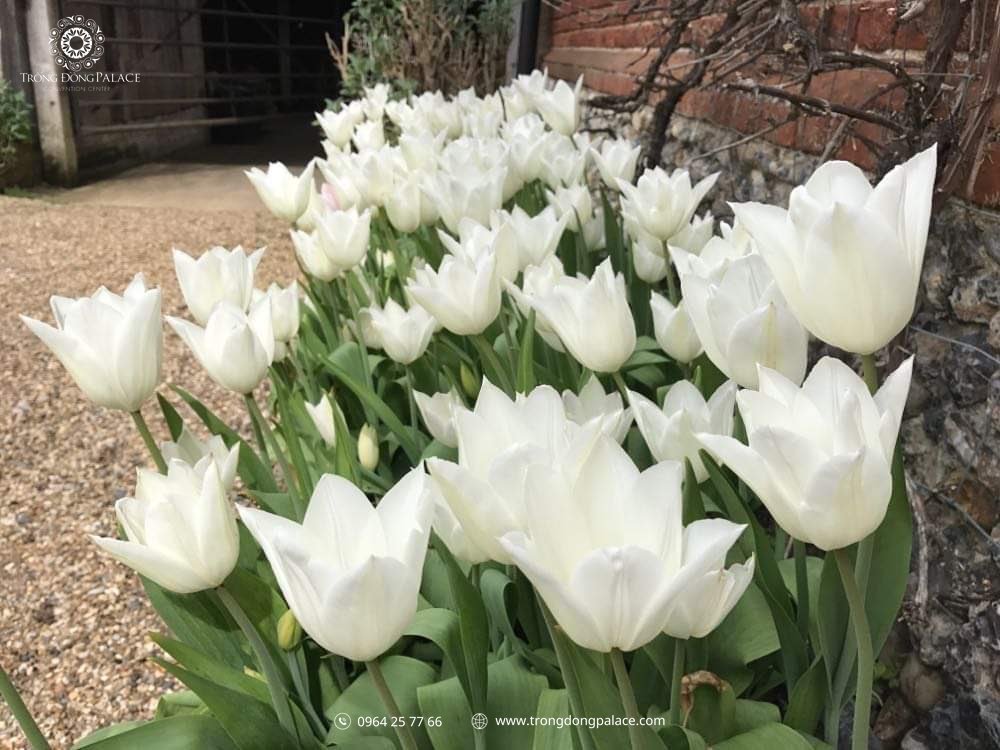 hoa tulip trắng tinh khôi trang trí lễ cưới phong cách châu Âu