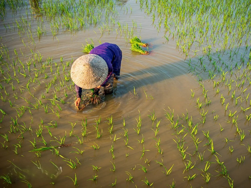 Ruộng lúa nước và nông sản theo mùa trong văn hóa nông nghiệp Việt Nam