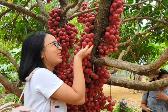 Trái đỏ Phú Yên rực rỡ mang vị chua ngọt đặc trưng