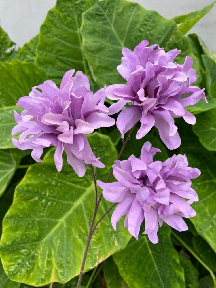 Trang phục màu be thanh lịch