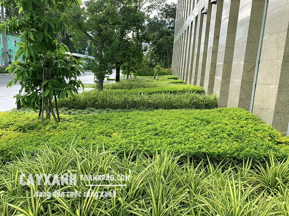 Không gian sân vườn rộng