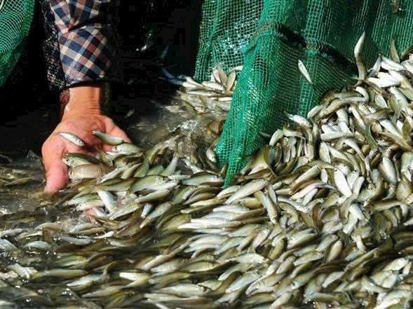 Mẻ cá linh tươi rói vừa được đánh bắt vào mùa nước nổi
