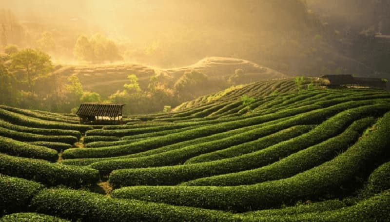 Chè Thái Nguyên như một biểu tượng địa phương