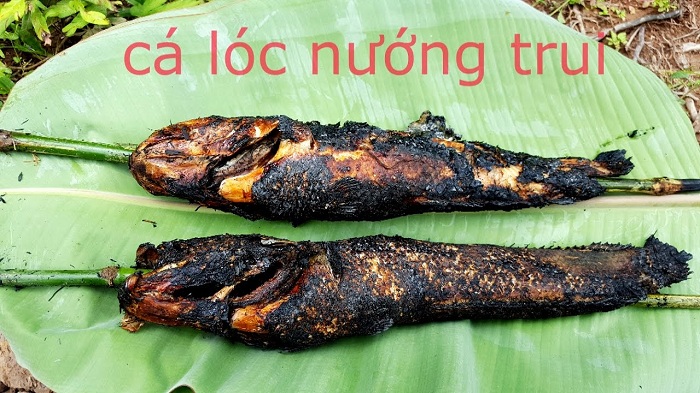 Cá lóc nướng trui thơm lừng mùi rơm rạ đồng quê