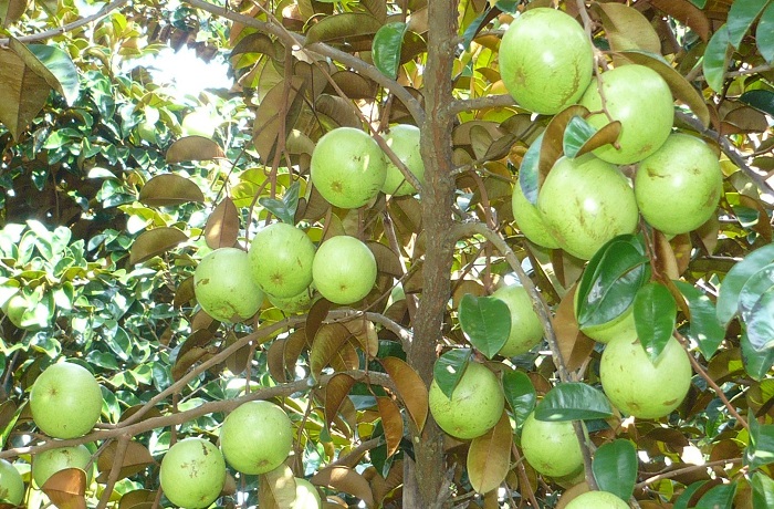 Vú sữa Lò Rèn Tiền Giang