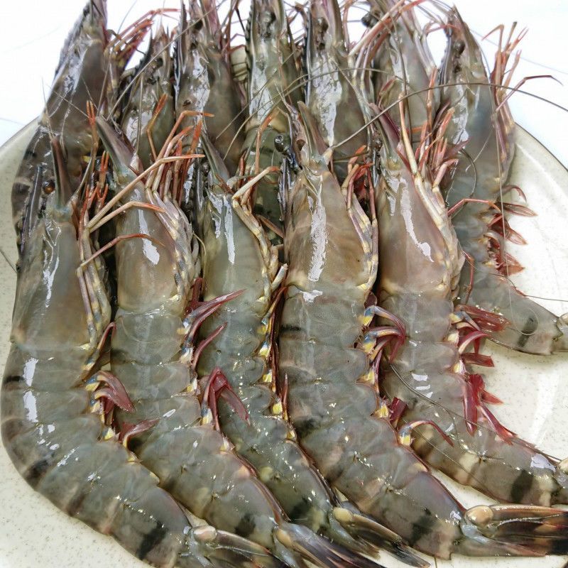 Tôm sú tươi