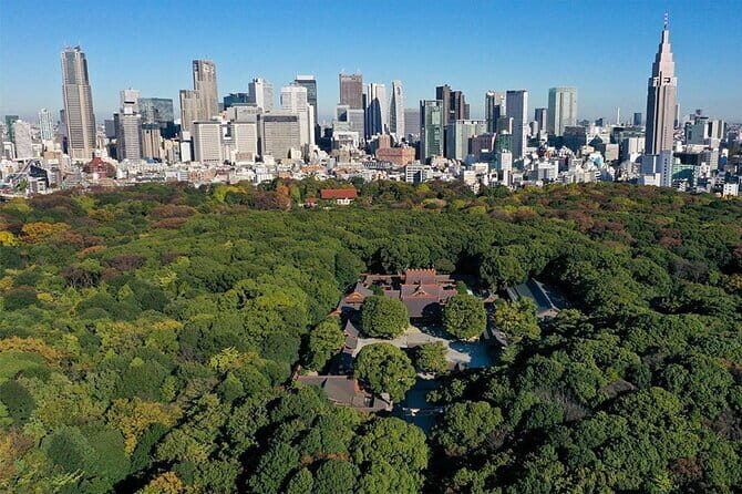 Cổng Torii khổng lồ và không gian rừng rậm xanh mát tại đền Meiji