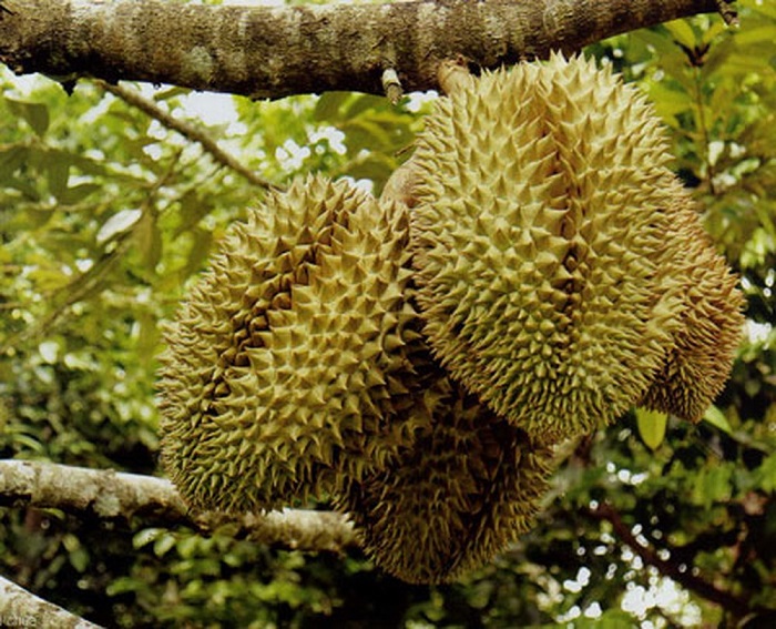 Sầu riêng Ri6 Vĩnh Long