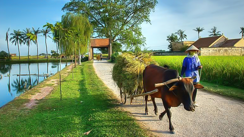 Khung cảnh tại làng