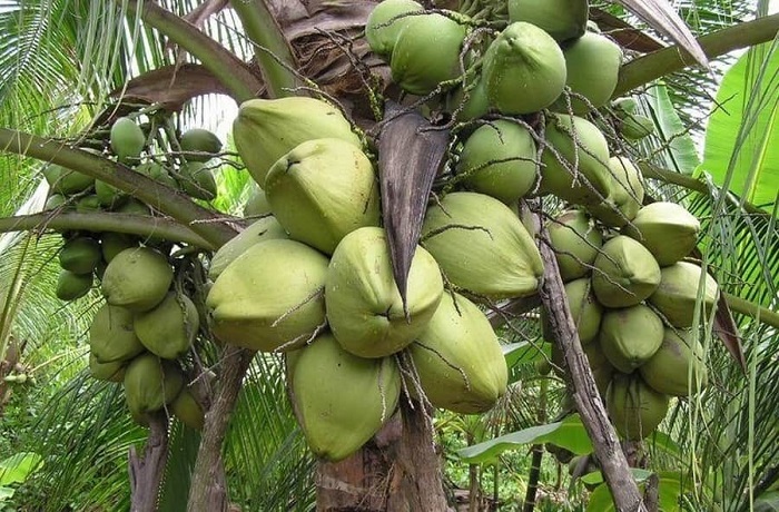 Dừa sáp Trà Vinh