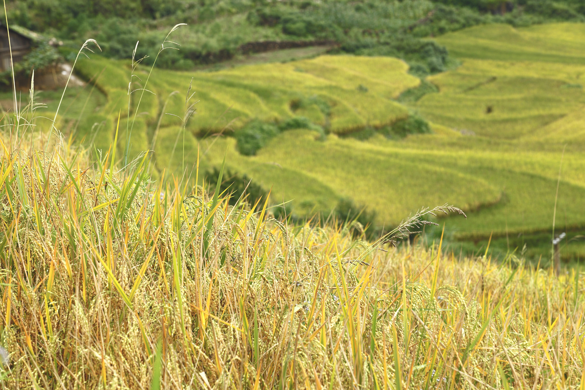 Cung đường di chuyển uốn lượn giữa núi rừng Tây Bắc lên Sapa