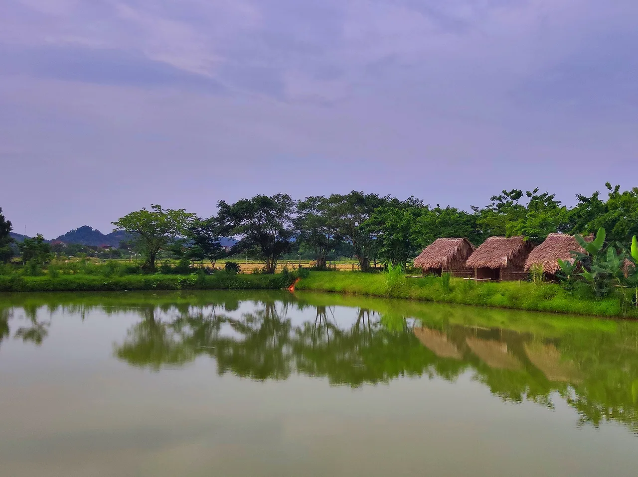 Một góc hồ câu yên bình bên cạnh những cánh đồng lúa đang độ thu hoạch
