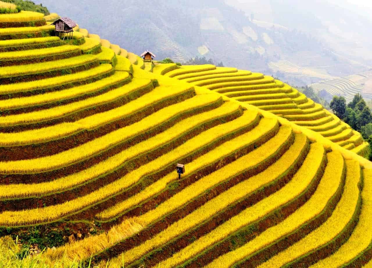 Kinh nghiệm săn lúa ở Sapa mùa lúa chín vàng ươm