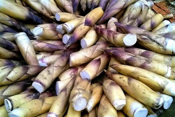 Măng vầu Sapa