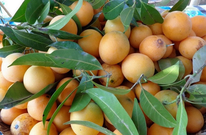 Quả thanh trà chín vàng